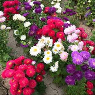 Hydrangea Seeds Outdoor Four-Season Sowing Mixed Color Flower Seeds Courtyard Flowering Perennial Plant Flower Potted Plant