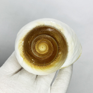 Natural Conch Shell Bread Snail Roll Shell Fish Hermit Crab Spare Replacement Shell Fish Tank Landscape Decoration Aquarium Pack