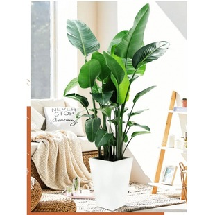 4 Seedlings 100-110cm Bird of Paradise Scandinavian Evergreen Formaldehyde Purifying Air Indoor Living Room Green Plants