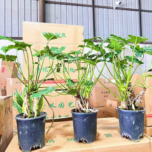 [Direct Supply from the Base] Foliage Plants, Green Plants, Potted Plants, Home Flower Boutique, Gallon Pots, Multi-Headed Little Angels, 15 Packs