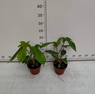 [Direct Supply from the Base] Small Potted Green Plants Internet Celebrity Home Flower and Foliage Plants 100 Aircraft Philodendron