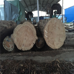 Wood Solid Wood Large Diameter Log Pine Larch Log Piling Wood Tianjin Factory Supply