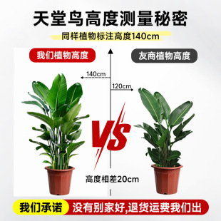 Bird of Paradise Potted Living Room Green Plant Indoor Large Plant Floor-Standing Real Tree Office Strelitzia Reginae Dalu Plant Florals