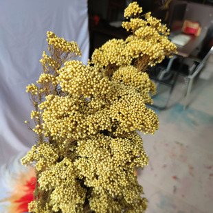 Eternal Flower material millet flower dried flower bouquet source factory direct diy flower arrangement decorative bouquet rice flower