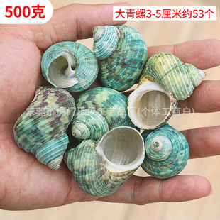 Medium and large natural conch shell fish tank landscaping Mediterranean decorative materials handmade DIY hermit crab shell wholesale