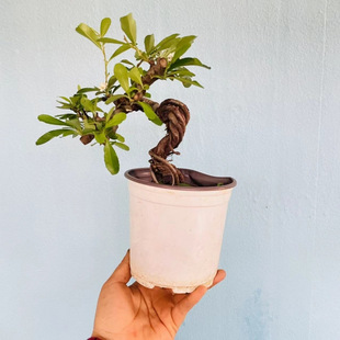Old Stump of the Cherry Rose Hawthorn, Evergreen and Cold-Resistant Bonsai Plant from Korea