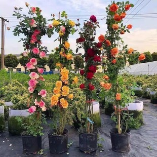European Vine Rose Flower Seedlings, Large Seedlings, Fragrant Potted Florals, Courtyard Arch, Circulating Flowering Plants, Climbing Vines, Roses