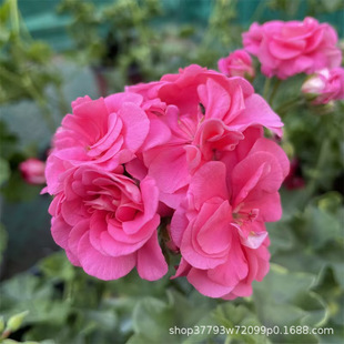 Double Geranium Potted Flower Seedling Big Flower Flowering in Four Seasons Hydrangea Seedling Good Growing Flower on Indoor Balcony