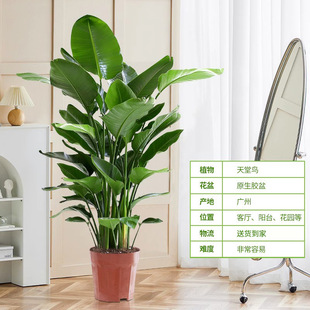 [98 Yuan] Bird of Paradise Green Plant Potted Plants in the Living Room and Office Large Large-Leaf Plants Absorbing Formaldehyde Flowers