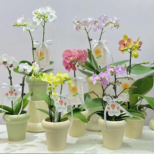 Internet Celebrity Phalaenopsis Flower Pot White small size Ins Cream Style Desktop Small Potted Ceramic Small Flower Pot
