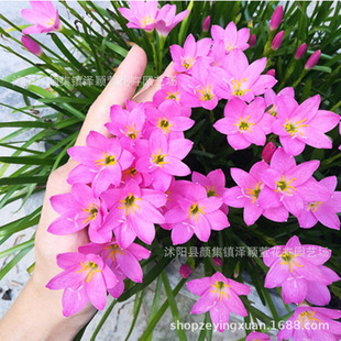 Wholesale of Orchid Bulbs, Pink Potted Bulb Flower Seedlings, Four-Season Plants, Florals, Green Plants, Leek Orchid Seedlings