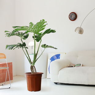Optional Giant Leaf Old Pile Giant Monstera Indoor Living Room Easy to Grow Potted Large Leaf Plants Scandinavian Popular Green Plants