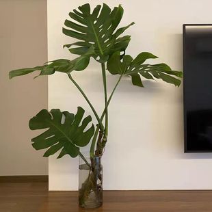 Monstera Large Indoor 6-Year-Old Pile Small Turtle Back Can Be Hydroponic Plant Potted Living Room Formaldehyde-Absorbing Large-Leaf Green Plant