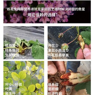 No dilution indoor strawberry special nutrient solution household potted strawberry plant universal liquid fertilizer manufacturers wholesale