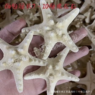 Bread Starfish Full Size Natural Starfish Decoration Mediterranean Accessories Craft Accessories Bread Star