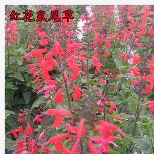 Blue Sage Seeds Courtyard Shade-Tolerant Plant Flower Seeds Sowing and Blooming in All Seasons a Bunch of Blue Flower Seeds