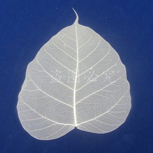 Factory supply bodhi vein leaf embossing process raw material vein dried flower emboss bookmark decoration material