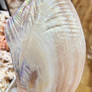 Новая Зеландия Голубое Зерно Раковина Морского ушка Новая Зеландия Красное Зерно Раковина Морского ушка Шалфей Горящая Раковина Образец Раковины