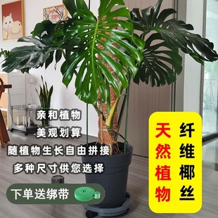 Plant Green Diophorus Tortoise Bamboo Column Brown Column Climbing Horticultural Flower Stand Stick Coconut Palm Fixed Natural Support Rod Bracket