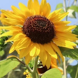 Sunflower Seeds Are Edible and Can Be Sown in All Seasons. Dwarf Large-Capsulesed Oil Sunflower Seeds, Tall Multi-Headed Flower Seeds