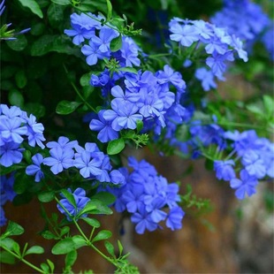 Small Hibiscus Blue Snowflake Potted Plant with Buds, Flower Climbing Vine Plant, Indoor Balcony, Blooming in All Seasons, Cold-Resistant and Easy to Maintain