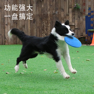 Pet frisbee dog dog toy member exclusive number 9001-9003