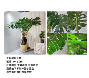 Zhong Huan old pile turtle back bamboo potted one thing a beat living room office green plant indoor plants to raise clean air