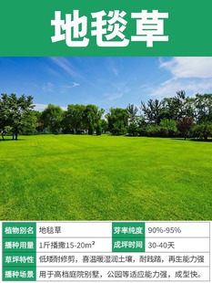 Grass Seed Lawn Seed Evergreen Drought-resistant Slope Protection Manila Bermudagrass Green Grass Garden Grass Seeds