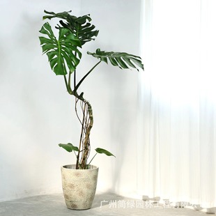 European Style Retro Niche Round Large Caliber Cement Flower Pot Piano Leaf Ficus Large Leaf Umbrella Paul Planting Flower Pot Indoor and Outdoor
