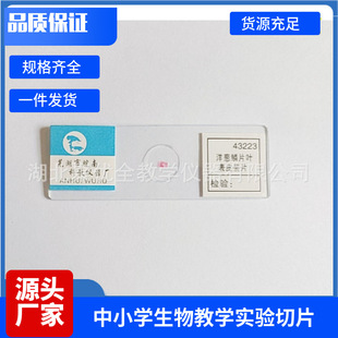 43223 onion scales leaf epidermis 43251 onion epidermal slices onion epidermal cells junior high school biology teaching