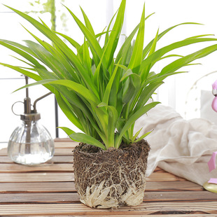 Large Gold-Edged Golden Heart Spider Plant Indoor Hanging Formaldehyde-Absorbing Air Purifying Hydroponic Green Plant Potted Florals All Year Round