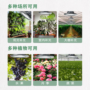 Fleshy rose plant fill light imitation sun full spectrum green plant indoor orchid growth light algae explosion light