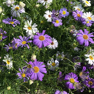 Wholesale Five-Color Chrysanthemum Seeds Chrysanthemum Seeds Balcony Potted Indoor Easy-To-Grow Courtyard Easy-To-Grow Ornamental Flower Seeds