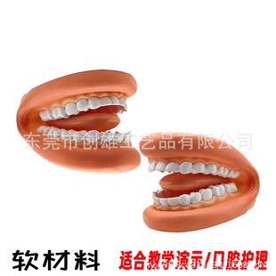 Glover Tooth Model Oral Model Kindergarten Dental Model Small Dental Model Wholesale Dental Model