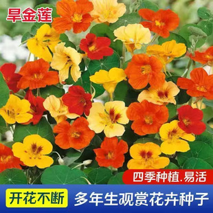 Nasturtium Seeds, Dried Lotus, Nasturtium Indoor Balcony Potted Flower Plants, Easy to Grow in All Seasons