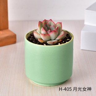 Feed Green Plant and Flower Combination Package Indoor Large Pot with Many Succulent Plants Small Potted Novice Mountain Rose