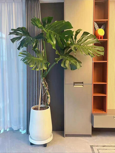 [Nationally] Monstera Potted Plants Remove Formaldehyde, New House Decoration, Purify the Air, Indoor Office Desktop Plants