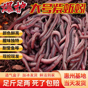 Live Bait Live Fresh Fishing Bait Big Red Worm Live Wild Fishing Guangdong Fishing Turtle Snake Pet Material