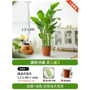 Bird of Paradise Potted Plant to Remove Formaldehyde Indoor Living Room Large Green Plant Office Large Leaf Plant Flower Strelitzia Reginae New House