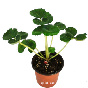Strawberry Seedlings Potted Wholesale with Pots All Year Round Easy to Live Cream Strawberry Indoor Balcony Courtyard North and South Planting Fruit Seedlings