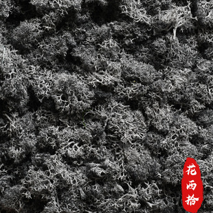 Immortal Moss boxed flower plant landscaping Wall Moss diy handmade flower wholesale