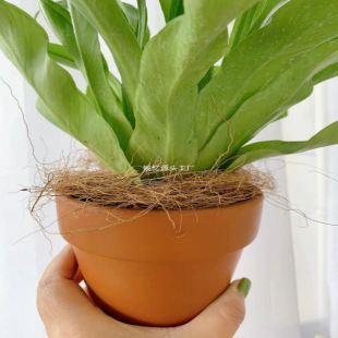 Hainan Natural Coconut Palm Silk Wholesale Bedding Gardening Flower Plant Potted Decorative Flower Pot Covering Paving Stone