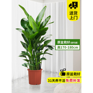 Bird of Paradise Green Plant Living Room Indoor Large Plant Potted Strelitzia Reginae Floor-Standing Real Tree Office Easy to Feed Luzhi