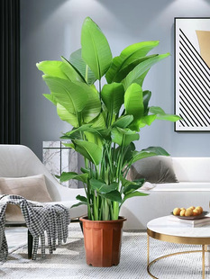 Bird of Paradise Potted Plants in the Living Room Are Easy to Grow Large Florals and Green Plants in the Office Accessible Luxury Green Plants Strelitzia Reginae Red