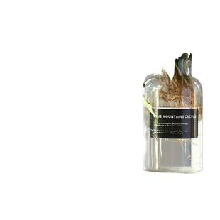 Green Ivy Hydroponic Green Plants Water-raised Flowers Easy to Live Phnom Penh Dung Chlorophyllum Potted Living Room Formaldehyde Absorbing Indoor