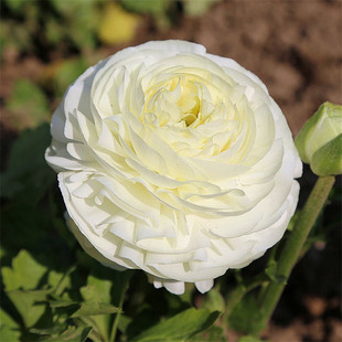 Ranunculus coriformis Paeonia Луковичные Семена комнатные и наружные в горшках четыре сезона Цветение жизнеспособные цветы морозостойкие