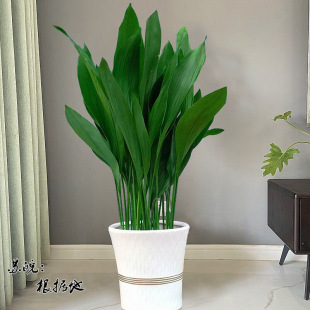 Однолистная Орхидея в горшке растение морозостойкий оттенок-Happy Plant офис двор листовое зеленое растение очистка орхидеи поглощение воздуха формальдегид