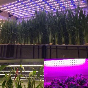 LED PlanT Grow LighT Flower VegeTable SucculenT STrawberry Red Blue Full SpecTrum 1.2m Fill LighT Tube T8