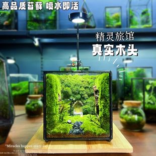Internet celebrity desktop ornaments creative micro-landscape stuffy green plants moss ecological stuffy breeding box