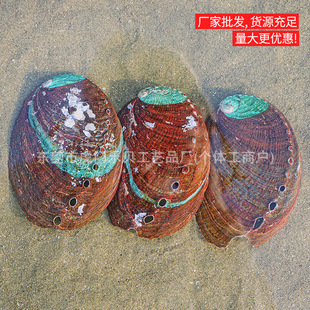 Natural abalone shell wholesale shell home accessories conch shell fish tank aquarium landscaping diy burned sage ornaments